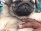 Pug Puppies