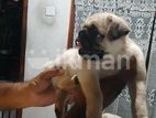Pug Puppies