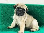 Pug Puppies