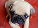 Pug Puppies