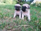 Pug Puppies