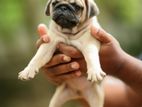 Pug Puppies