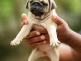 Pug Puppies