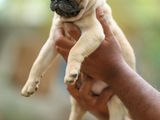 Pug Puppies