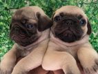 Pug Puppies