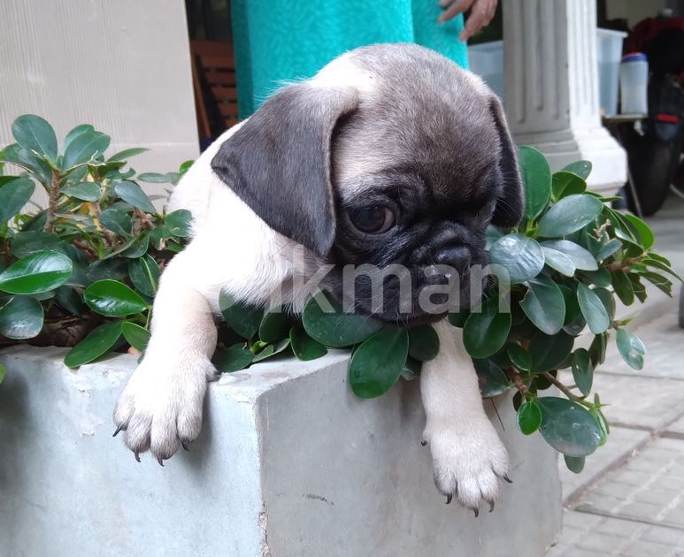 Pug Puppies in JaEla ikman.lk
