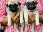 Pug Puppies