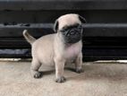 Pug Puppies