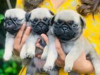 Pug Puppies