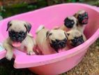 Pug Puppies