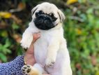 Pug Puppies