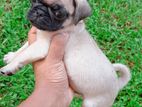 Pug Puppies