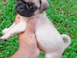 Pug Puppies