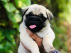 Pug Puppies