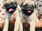 Pug Puppies