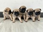 Pug Puppies