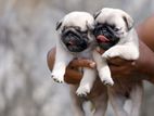 Pug Puppies