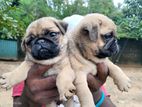 Pug Puppies