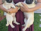 Pug Puppies
