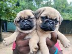 Pug Puppies