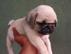 Pug Puppies