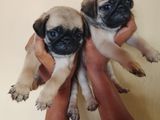Pug Puppies