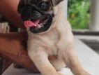 Pug Puppies