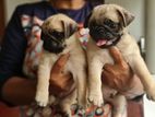 Pug Puppies