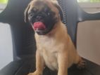 Pug Puppies