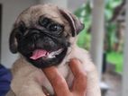 Pug Puppies