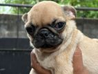 Pug Puppies
