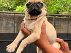 Pug Puppies