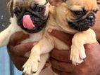 Pug Puppies