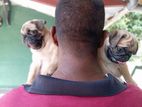 Pug Puppies