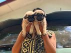 pug puppies