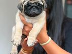 Pug Puppies