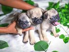 Pug Puppies