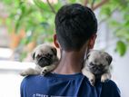 Pug Puppies