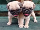 Pug Puppies