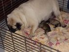 Pug Puppies