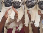 Pug Puppies
