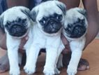 Pug Puppies