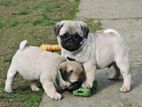 Pug puppies