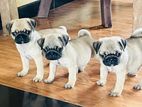 Pug Puppies