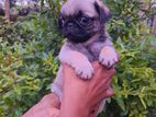 Pug Puppies