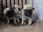 Pug Puppies for Sales