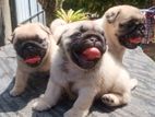 Pug Puppies