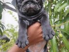 Pug Puppies