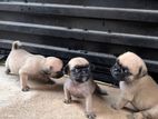 Pug Puppies