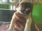 Pug Puppies